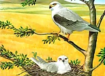 Birds of Prey Puzzle