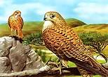 Birds of Prey Slide
