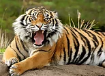 Animals Jigsaw Puzzle Tiger