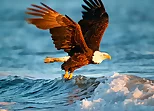 Animals Jigsaw Puzzle Eagle