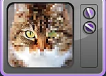 Mystery Pic