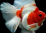 Gold Fish Jigsaw Puzzle