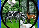 Real Jungle Animals Hunting