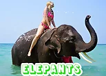 Elephants Puzzle