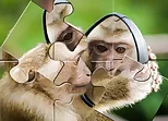 Chimpanzee Jigsaw