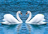 Swans Slide