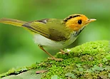 Birds Slide