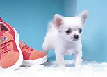 Lovely Puppy Puzzle