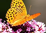Butterflies Puzzle