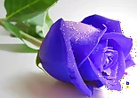 Blue Roses Puzzle