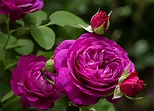 Purple Roses Puzzle