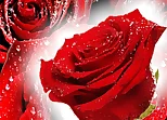 Red Roses Puzzle