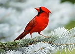Birds Puzzle