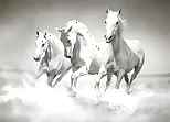 Horses Puzzle