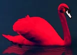 Love Birds Puzzle