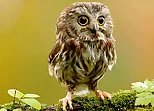 Animal Hidden Stars