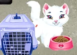 Baby Taylor Pet Care