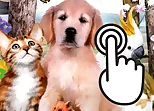 Pets Clicker
