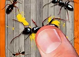 smash the insectt