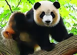 Cute Baby Panda