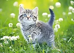 Kittens Jigsaw