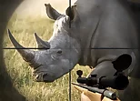 Rhino Hunter Shooting Strike