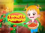 Baby Hazel Tomato Farming