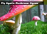 Fly Agaric Mushroom