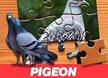Pigeon Jigsaw Puzzle