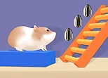 Hamster Stack Maze