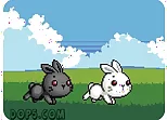 Bu Bunny Two Rabbit
