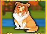 Bernese Mountain Dog Escape